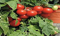 Tomato and Pennyroyal